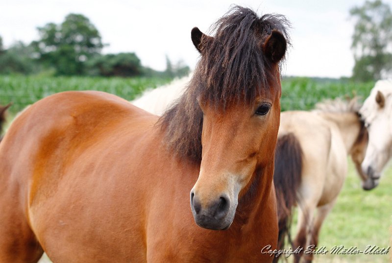 Korona b.jpg - Korona von Heidmoor